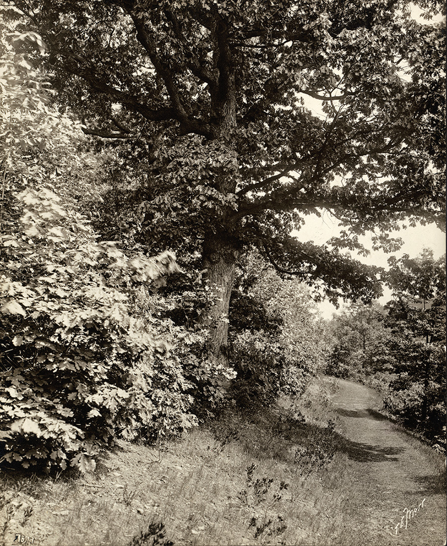 Oak Path in 1903