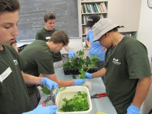 plant cutting