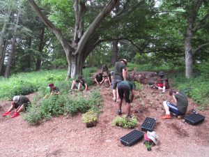 Plug planting