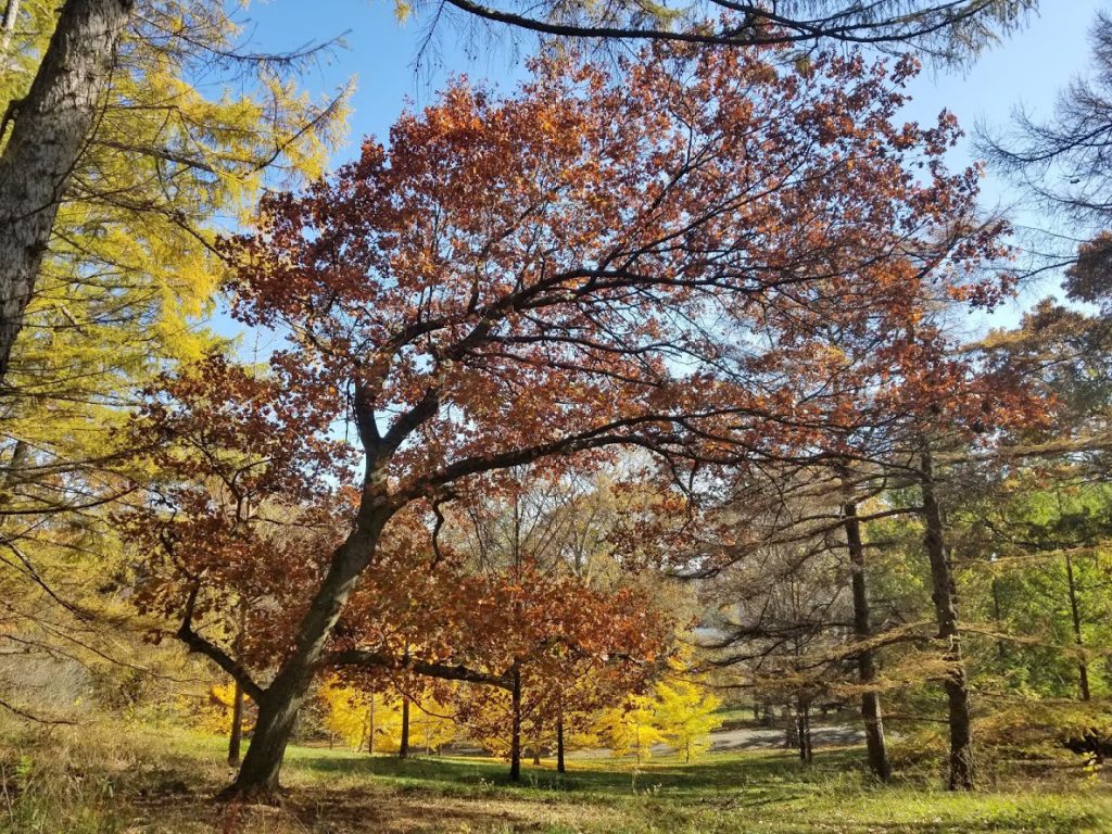Quercus acerifolia 21804-B by Kathryn Richardson