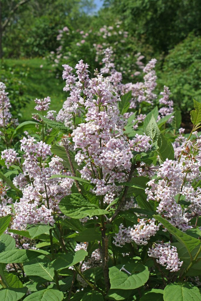 Syringa josikaea 592-2003-A by Jon Hetman