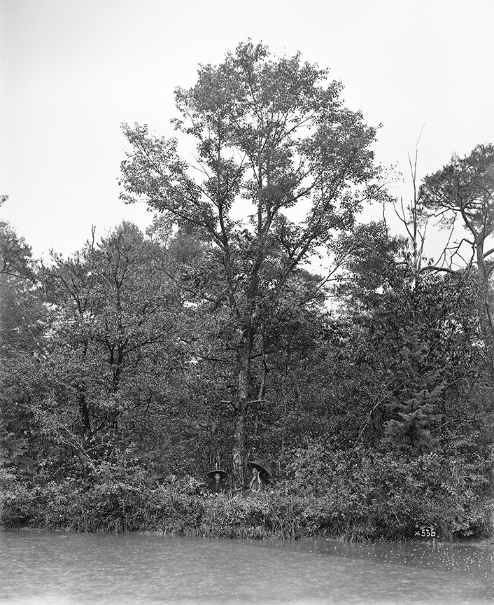 Wilson Acer pycnanthum
