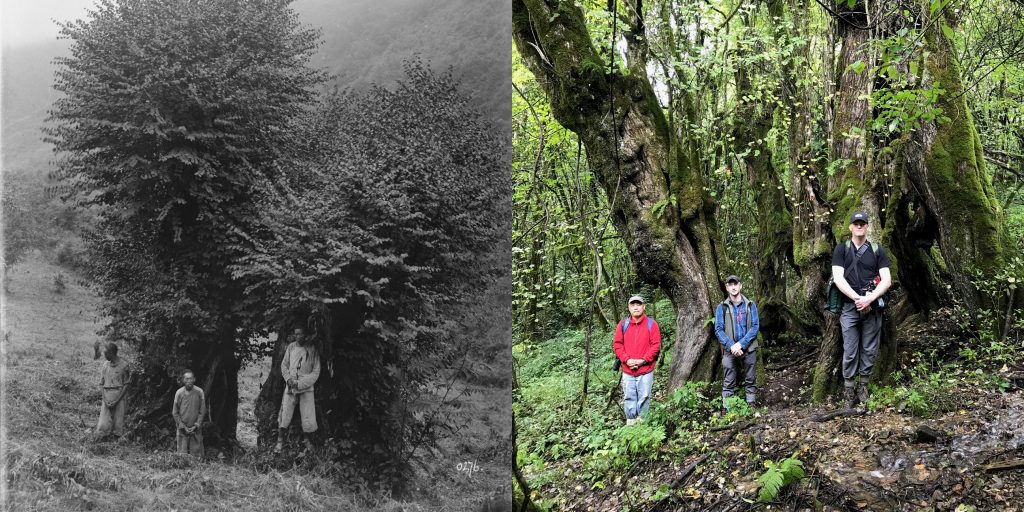 Wilson Cercidiphyllum image and recreation 2017 by Jonathan Shaw