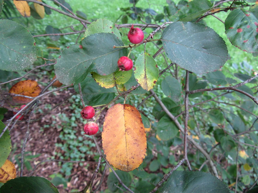 Amelanchier laevis 322-89*B (Allegheny shadblow)