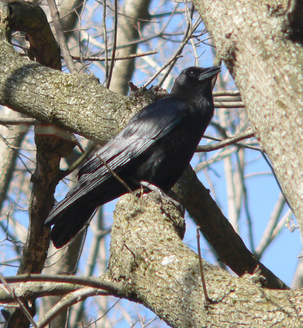 American Crow. Photograph by Bob Mayer.