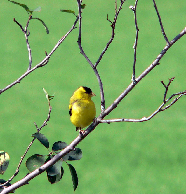 American Goldfinch. Photograph by Bob Mayer.