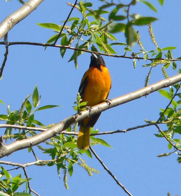 Baltimore Oriole. Photograph by Bob Mayer.