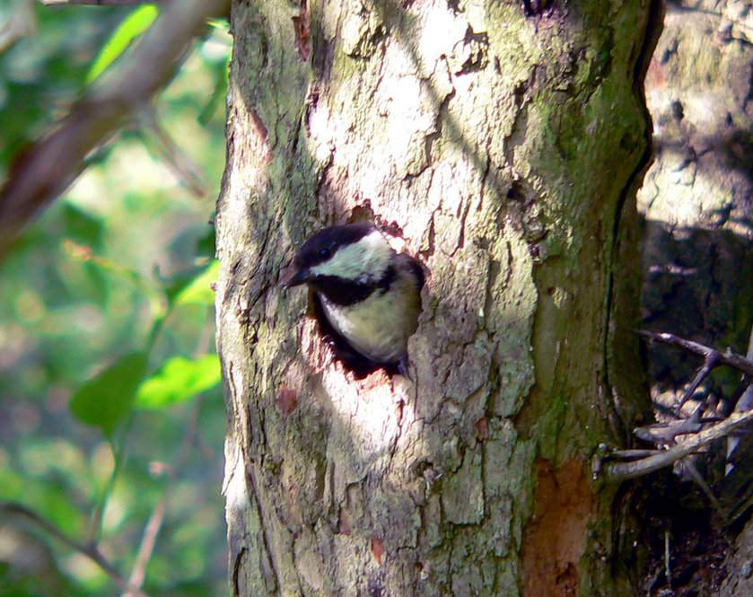 Black-Capped Chickadee. Photograph by Bob Mayer.