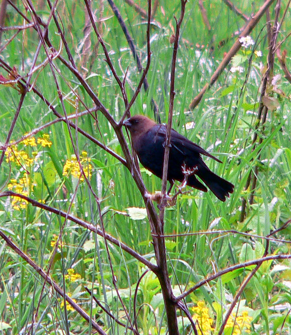 Brown-Headed Cowbird. Photograph by Bob Mayer.