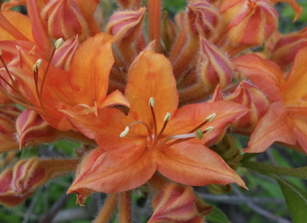 Flame azalea