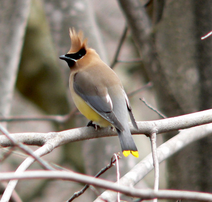 Cedar Waxwing. Photograph by Bob Mayer.