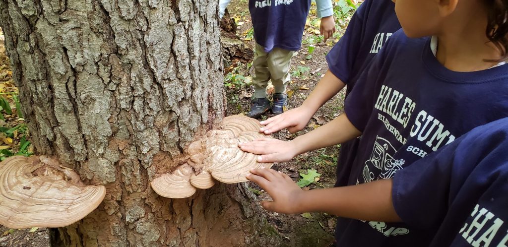 Children examine fungi