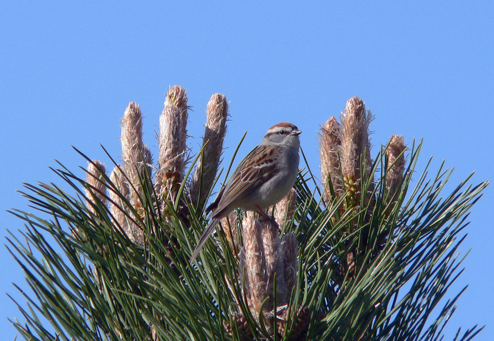 Chipping Sparrow. Photograph by Bob Mayer.