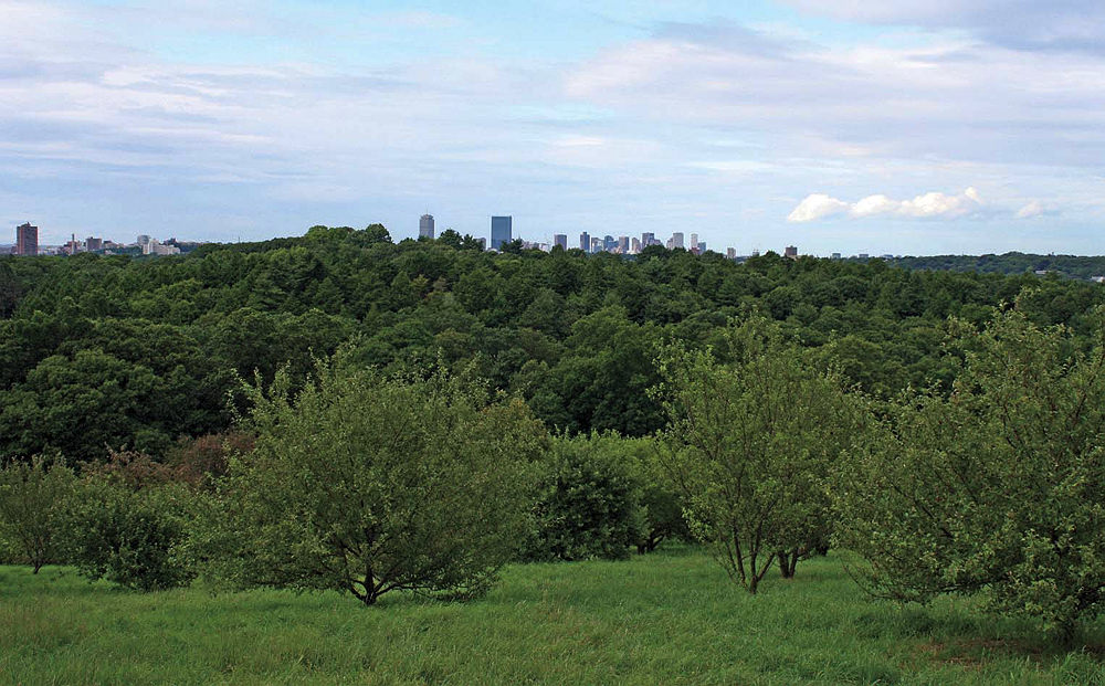 crabapples on Peters Hill in summer