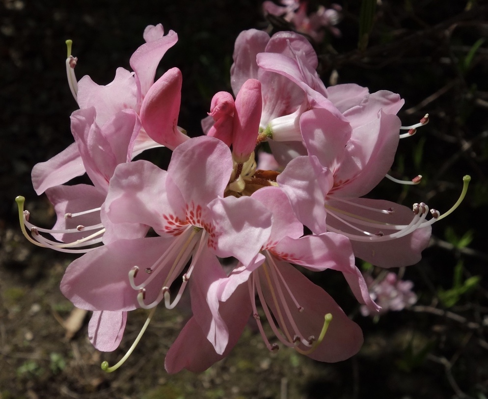 Rhododendron vaseyi 522-82-MASS