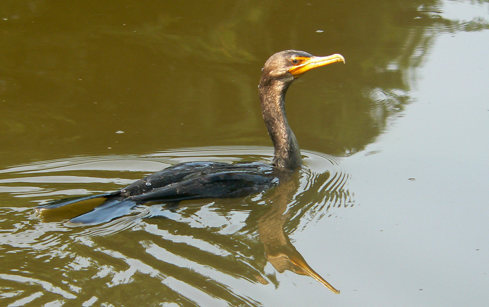 Double-Crested Cormorant. Photograph by Bob Mayer.