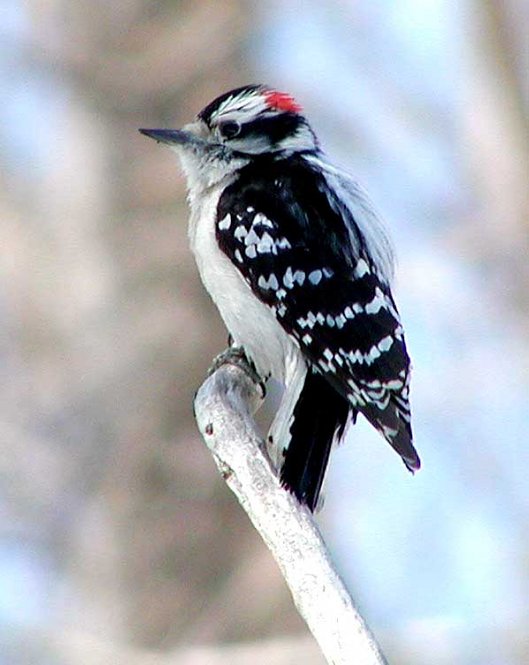 Downy Woodpecker. Photograph by Bob Mayer.
