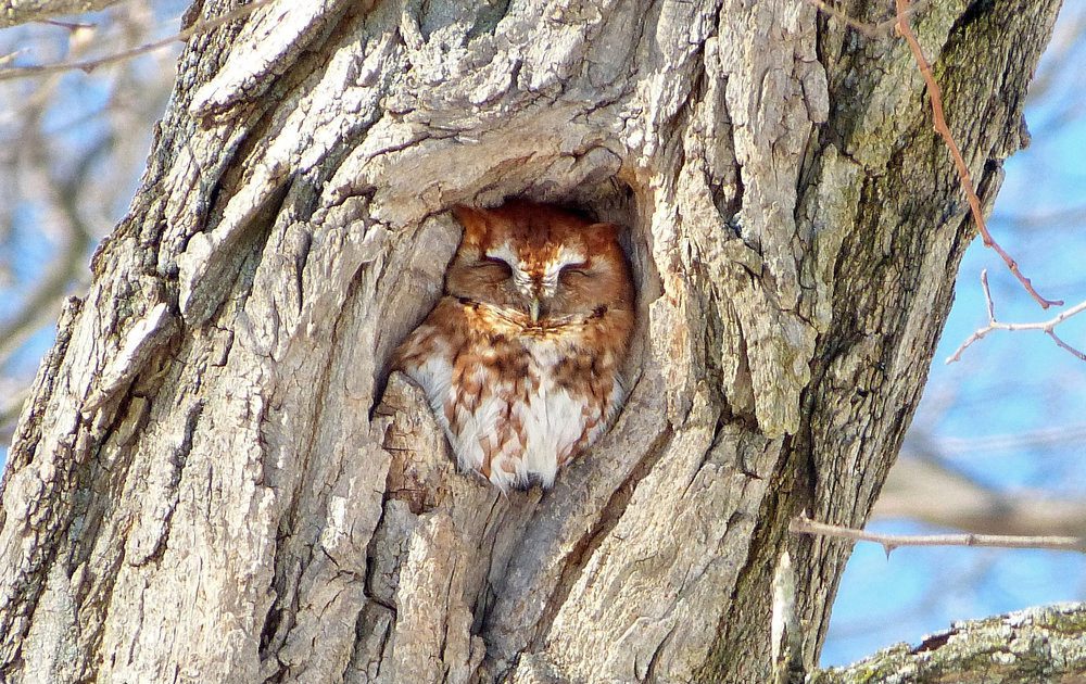 eastern screech-owl