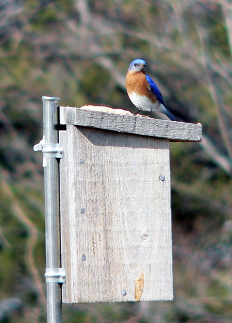 Eastern Bluebird. Photograph by Bob Mayer.