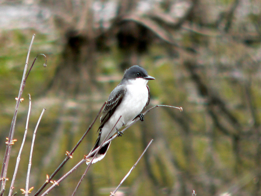 A white and grey Eastern Kingbird perches on a twig.