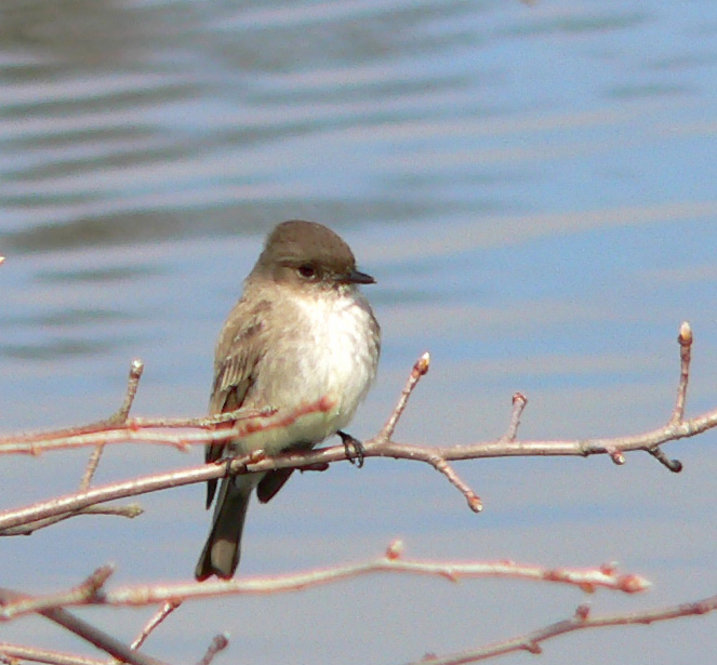 Eastern Phoebe. Photograph by Bob Mayer.