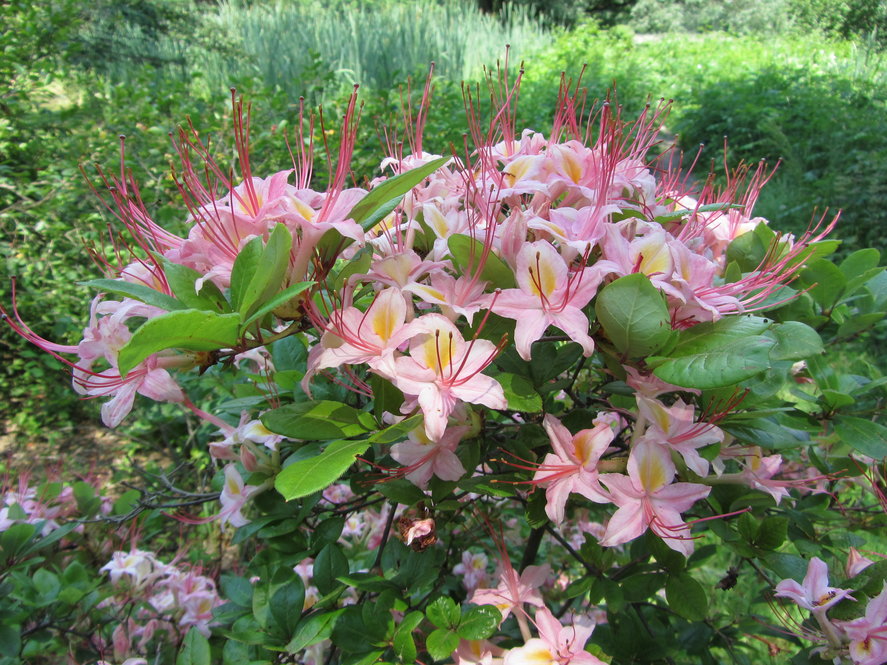 Form of swamp azalea (R. viscosum f. rhodanthum 638-62*A)