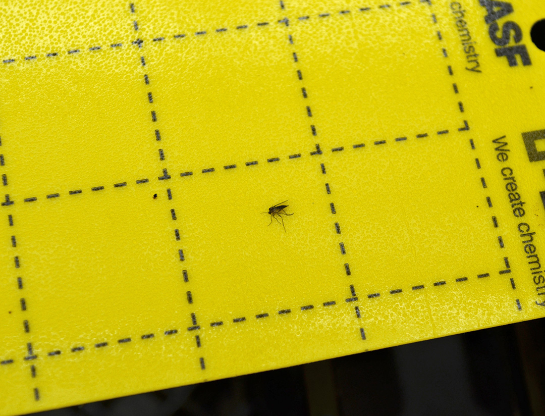 A single gnat caught on a scouting card