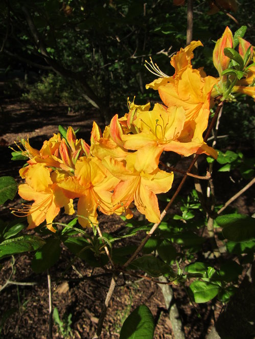 Ghent hybrid azalea (R. × gandavense 51-57*A)