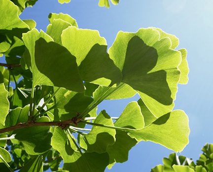 Ginkgo biloba 466-2002-F