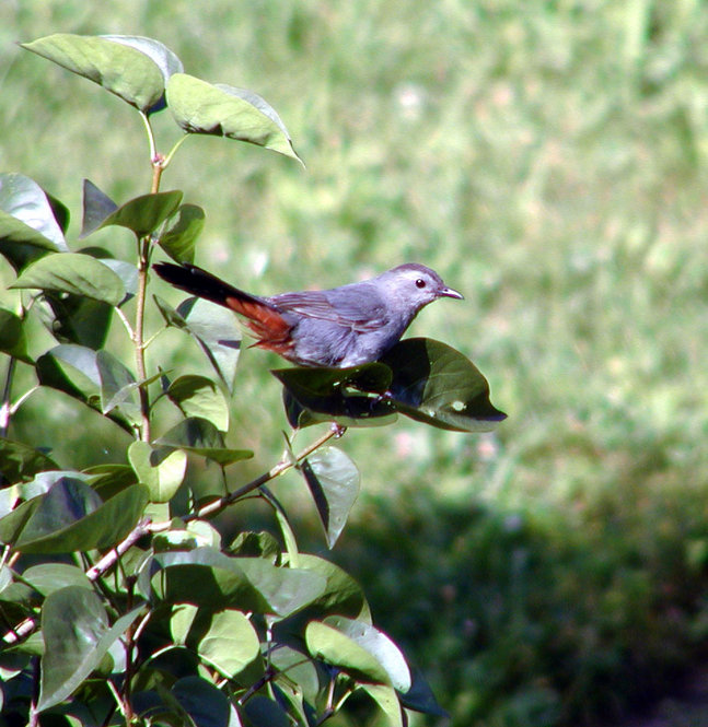 Gray Catbird. Photograph by Bob Mayer.