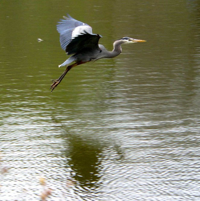 Great Blue Heron. Photograph by Bob Mayer.