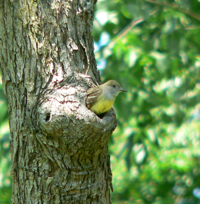 Great-Crested Flycatcher. Photograph by Bob Mayer.