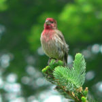 House Finch. Photograph by Bob Mayer.