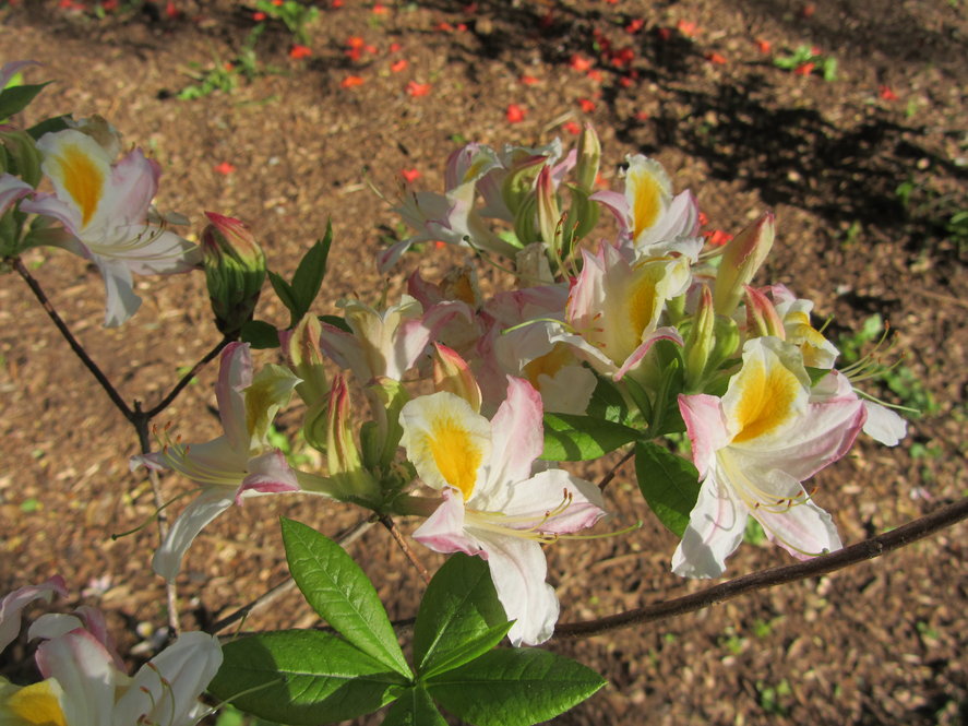 Hybrid azalea (R. × gladwyenensis 979-67*B)