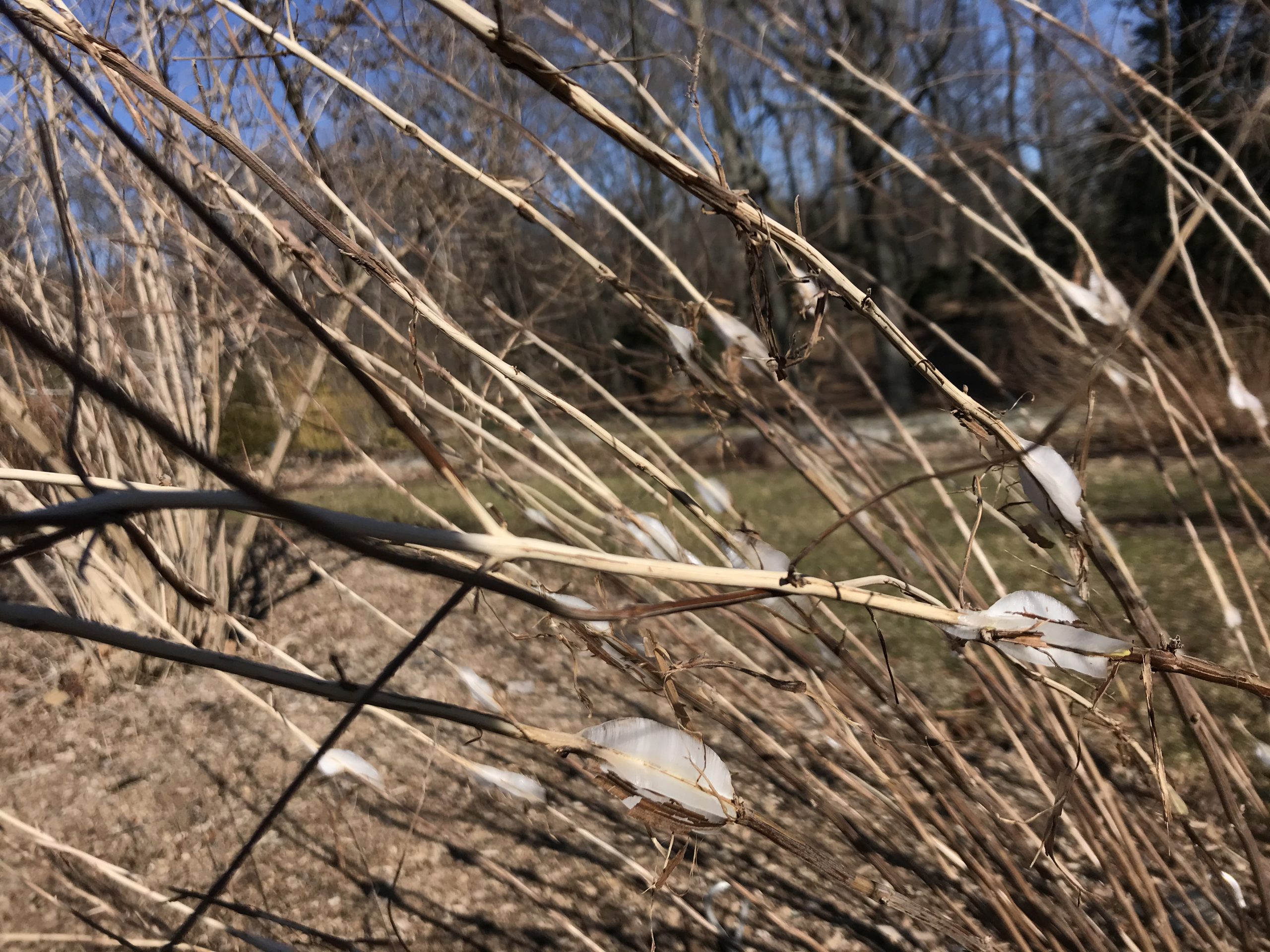 Frost ribbons on Isodon henryi in the Leventritt Shrub and Vine Garden