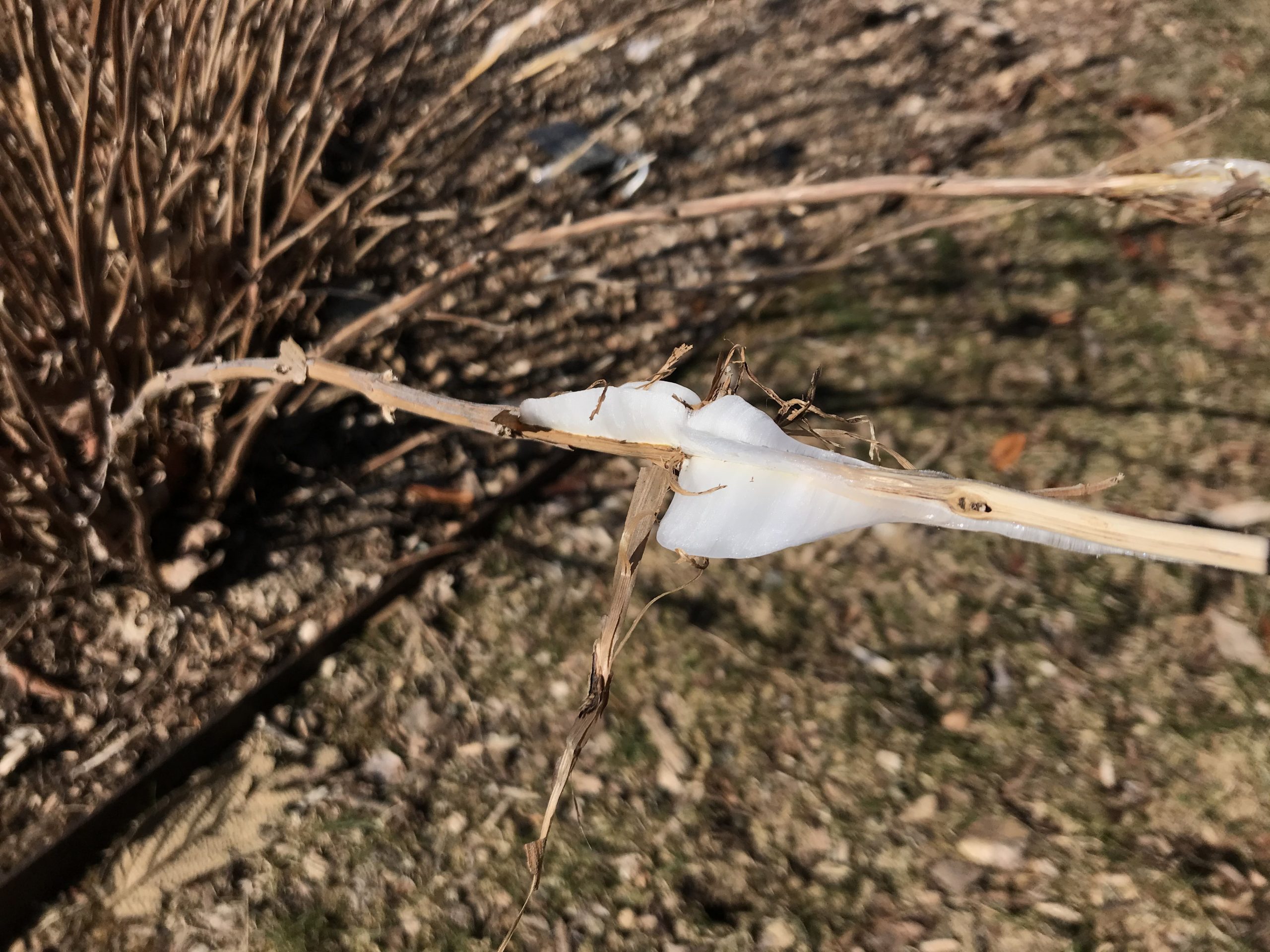 frost ribbons on Isodon henryi