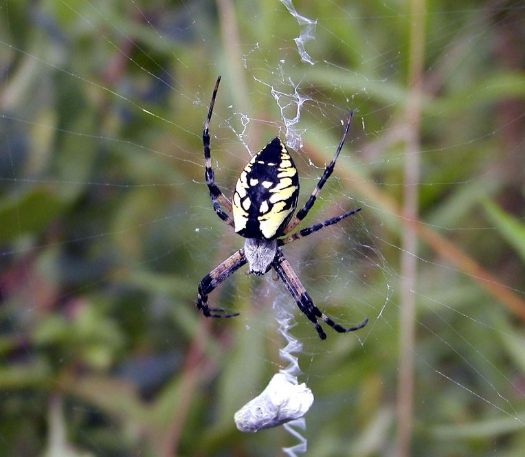 Black and Yellow Garden Spider. Insect photo credit: Bob Mayer.