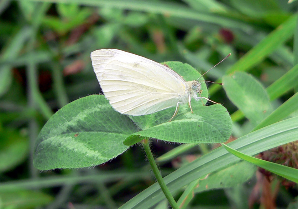 Cabbage White Butterfly. Insect photo credit: Bob Mayer.