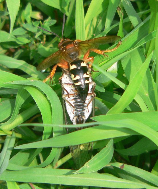 Cicada Killer Wasp. Insect photo credit: Bob Mayer.