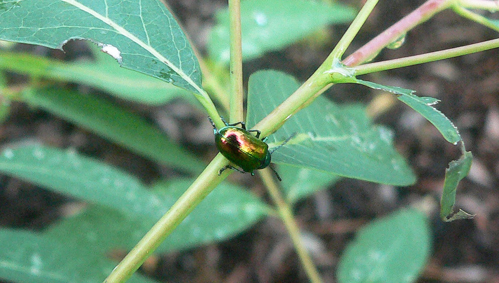 Dogbane Leaf Beetle. Insect photo credit: Bob Mayer.