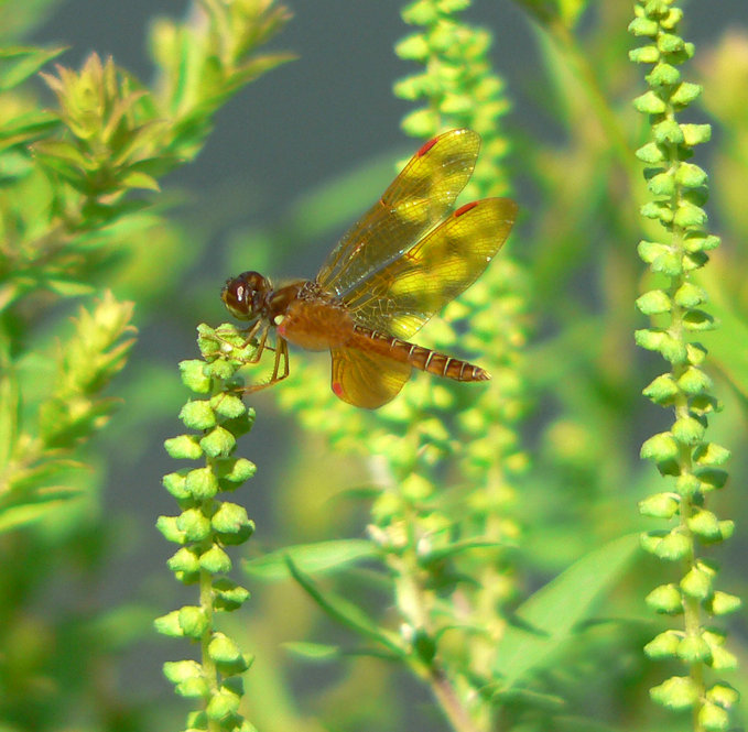 Eastern Amberwing. Insect photo credit: Bob Mayer.
