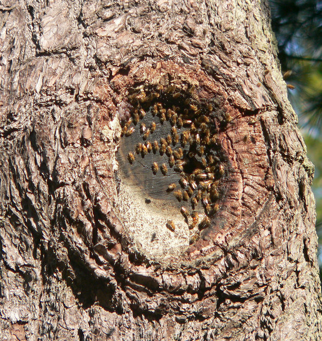 European Honeybee Hive. Insect photo credit: Bob Mayer.