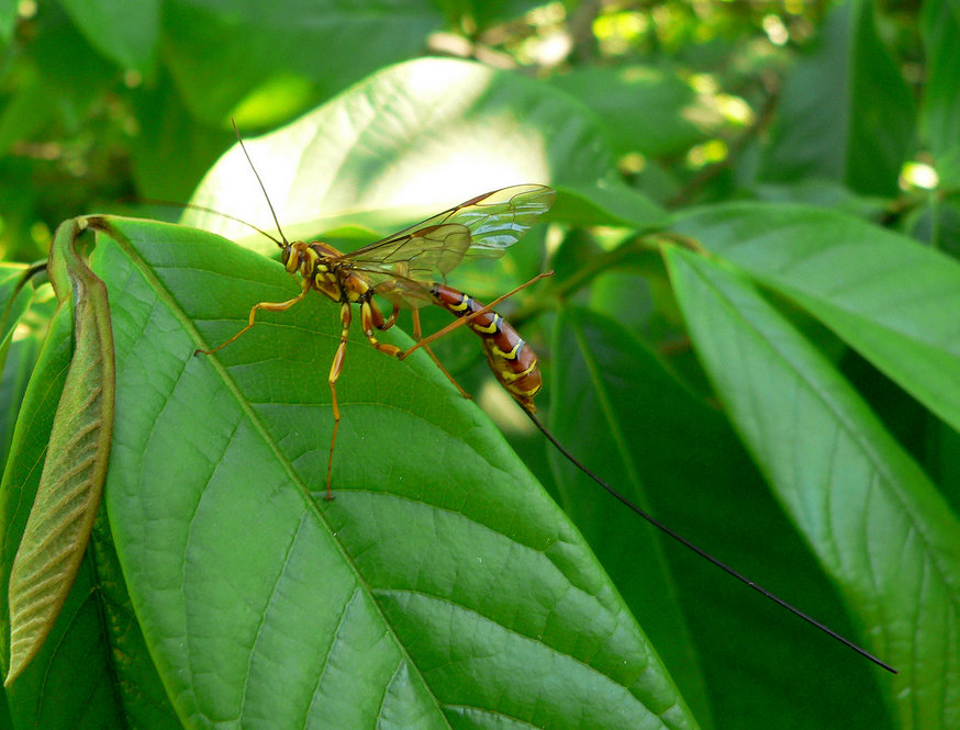 Giant Ichneumon Wasp. Insect photo credit: Bob Mayer.