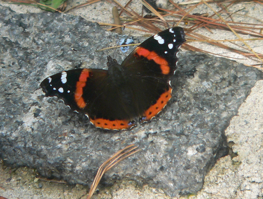Red Admiral. Insect photo credit: Bob Mayer.