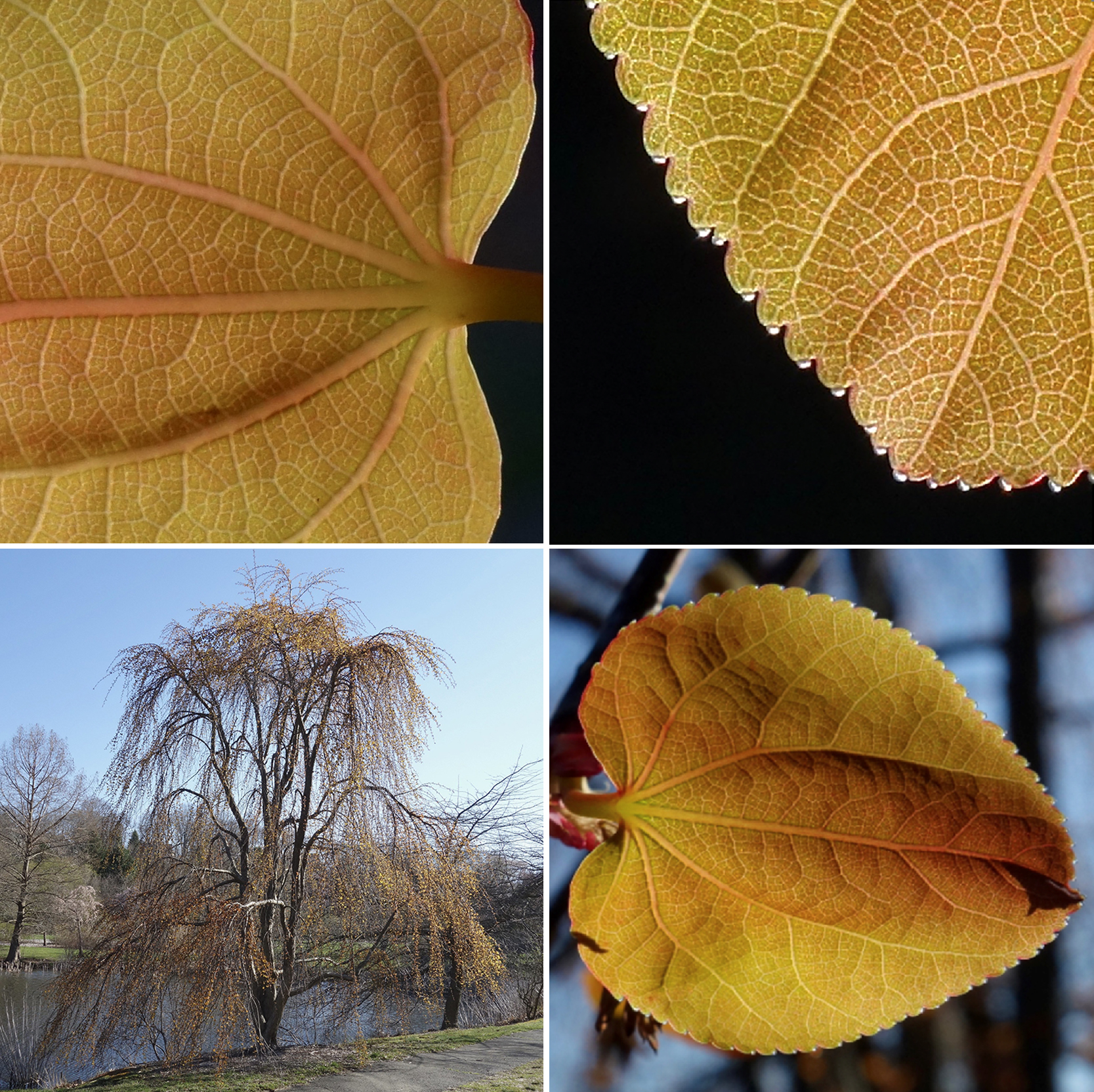 Cercidiphyllum japonicum 'morioka weeping' director's post