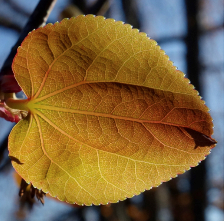 Cercidiphyllum japonicum 'morioka weeping' leaf