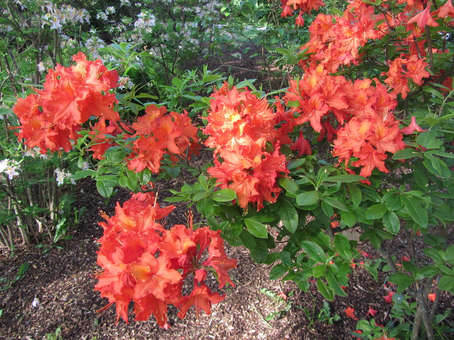Knap Hill hybrid azalea (R. 'Brazil' 628-61*B)