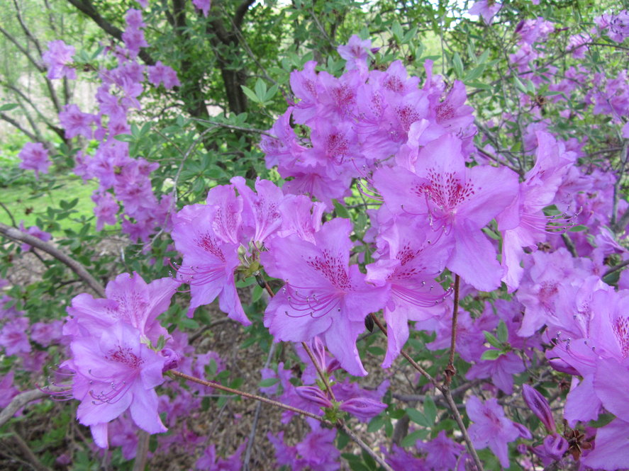 Korean Yodogawa azalea (R. yedoense var. poukhanense)