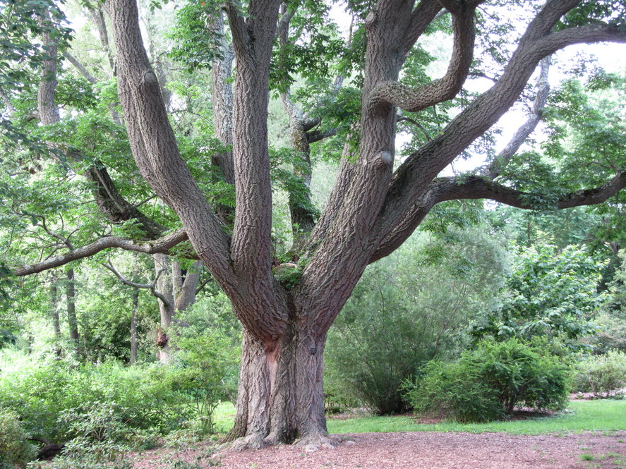Lavalle cork tree (Phellodendron amurense var. lavallei 7544*B) accessioned in 1905.