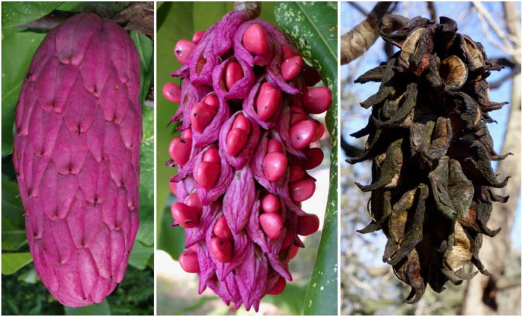 Magnolia fruits